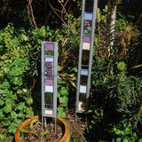 Garden Glass Mauve Pair