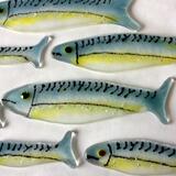 Mackerel family