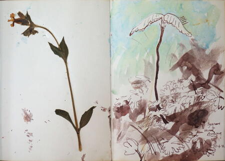 Sapling Sycamore in Wood Anemone, Castle Eden Dene