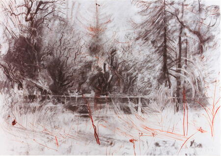 Hawthorn, Elder, Larch, Buffer Zone Castle Eden Dene 1992