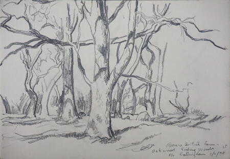 Oak Trees, Riding Wood, Bellingham, Northumberland