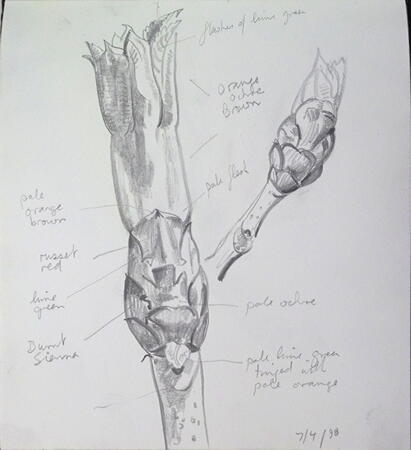 Chesnut bud Cleveland Heights 7th April 1998