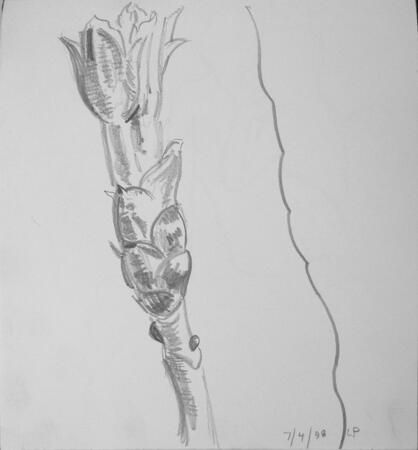 Chestnut Bud Opening on 7th April 1998, Cleveland Heights Ohio