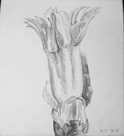 Chestnut bud opening 8th April 1998, Cleveland Ohio