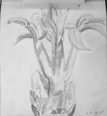 Chestnut bud opening 10th April 1998, Cleveland Ohio