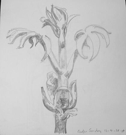 Chestnut bud opening Easter Sunday 1998 Cleveland Ohio