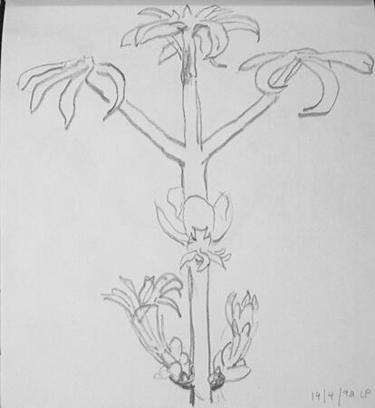 Chestnut Bud Opening 14th April 1998, Cleveland Ohio