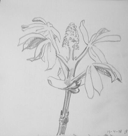 Chestnut bud opening 14th April 1998, Cleveland Ohio