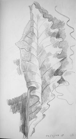 American Oak Leaf, Cleveland Ohio