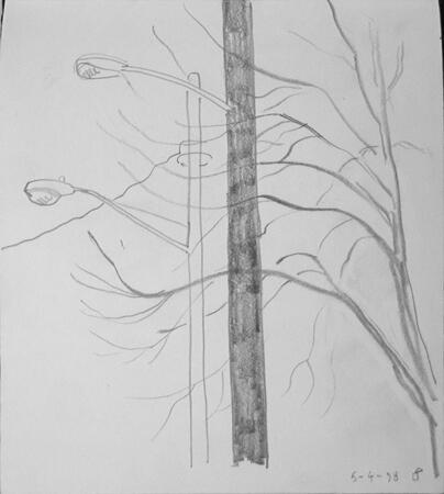 Tree Branches and Street Lamps, Cleveland Ohio