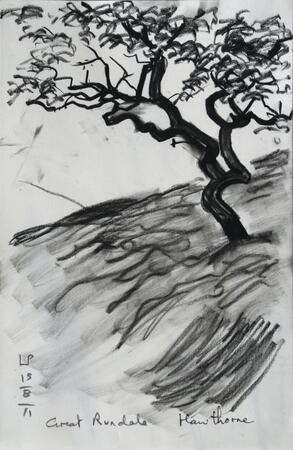 Hawthorn, Great Rundale, Cumbria