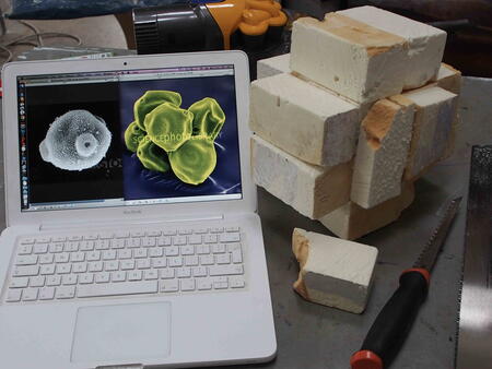 Building the support structure for 'Betula' from scanning electron microscope photos of  birch pollen grains
