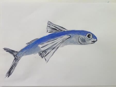 Flying Fish study