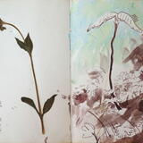 Sapling Sycamore in Wood Anemone, Castle Eden Dene