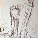 Ferns, May, Castle Eden Dene