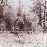 Hawthorn, Elder, Larch, Buffer Zone Castle Eden Dene 1992