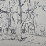 Oak Trees, Riding Wood, Bellingham, Northumberland