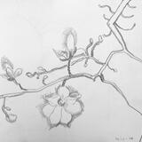 tree blossom Cleveland Ohio