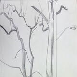 Trees and Street Lamp, Cleveland Heights, Ohio