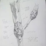 Chesnut bud Cleveland Heights 7th April 1998