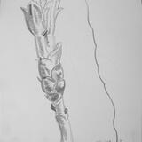 Chestnut Bud Opening on 7th April 1998, Cleveland Heights Ohio