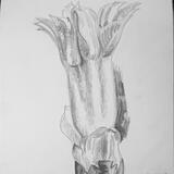 Chestnut bud opening 8th April 1998, Cleveland Ohio