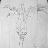 Chestnut bud opening 10th April 1998, Cleveland Ohio