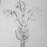 Chestnut bud opening Easter Sunday 1998 Cleveland Ohio