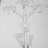 Chestnut Bud Opening 14th April 1998, Cleveland Ohio