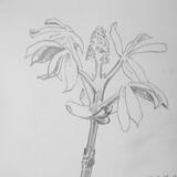 Chestnut bud opening 14th April 1998, Cleveland Ohio