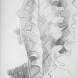 American Oak Leaf, Cleveland Ohio