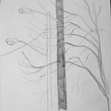 Tree Branches and Street Lamps, Cleveland Ohio