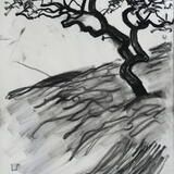 Hawthorn, Great Rundale, Cumbria