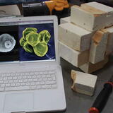 Building the support structure for 'Betula' from scanning electron microscope photos of  birch pollen grains