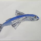 Flying Fish study