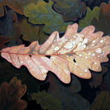 Quercus petraea and Dew Drops