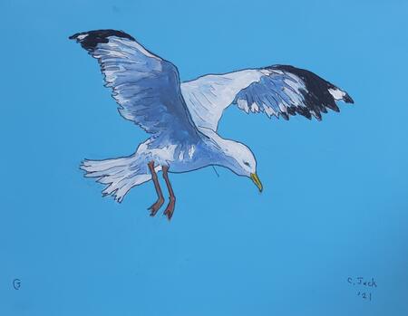 gull #5