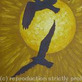 gulls against the sun