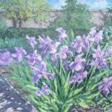 Irises 3