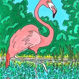 flamingo