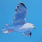gull #6