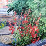 flowers in neighbour's garden