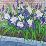 irises 5