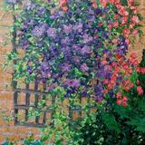 camellias and climbing roses in daughter's garden