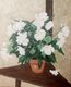 white flowers #1
