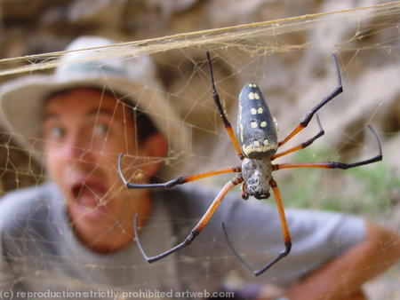 spider, Tawi Attair sinkhole