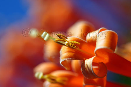 Flora, Kerala, India