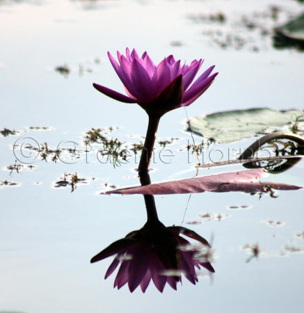 Lilly, Kerala, India