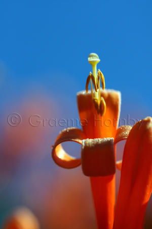 Flora, Kerala, India