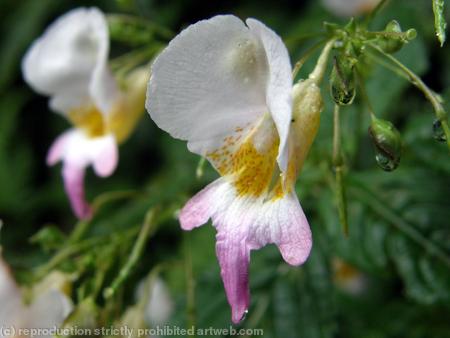 Balsam (Impatiens)